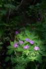 Norway, Svalbard. Close-up of wood cranesbill flowers. Art Print
